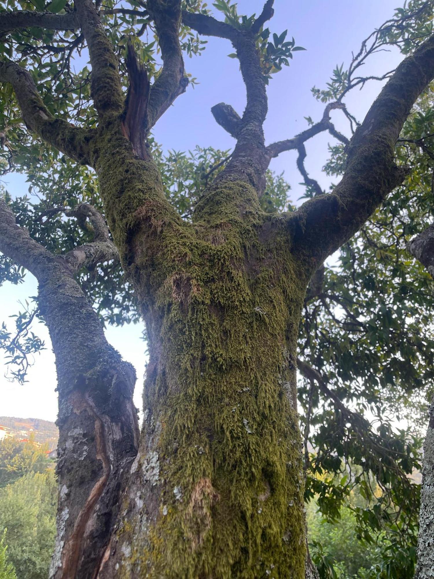 Nascente, Place In Nature Next To A Waterfall Loureiro (Porto) Exterior foto